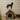 Animals Collection